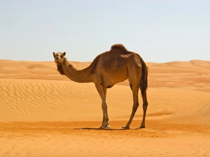 صورة الجواب 6 — قصص الأنبياء